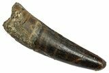Fossil Spinosaurus Tooth - Feeding Worn Tip #345422-1